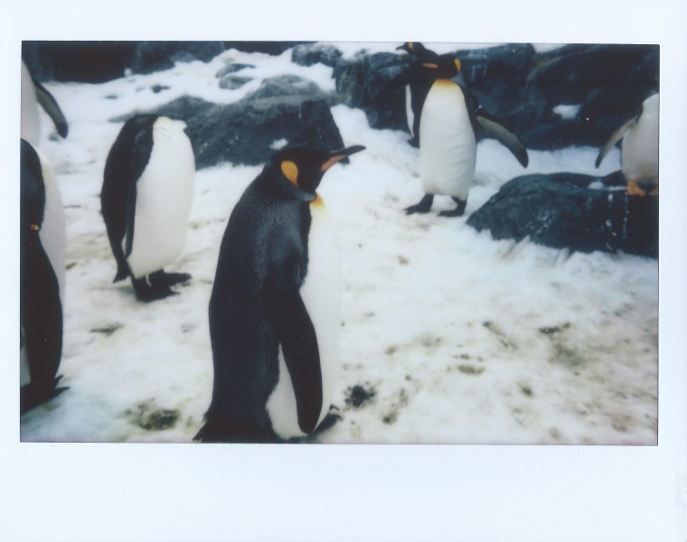 image_b59fe0e4-cce0-4258-8ee5-af3dd5ea68fb.image (690)a